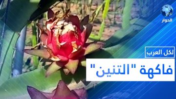 خاص: [ID: Fcm16aNlKNA] Youtube Automatic